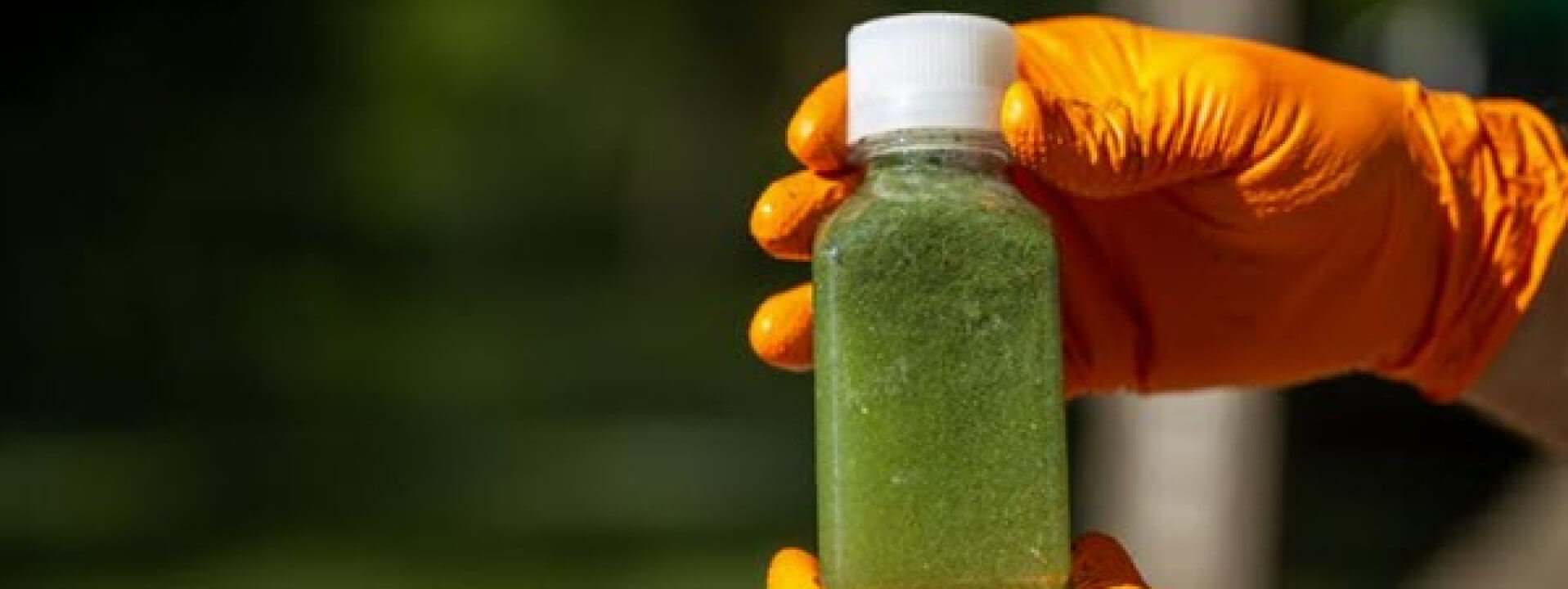 Plankton-Algae Course 2025